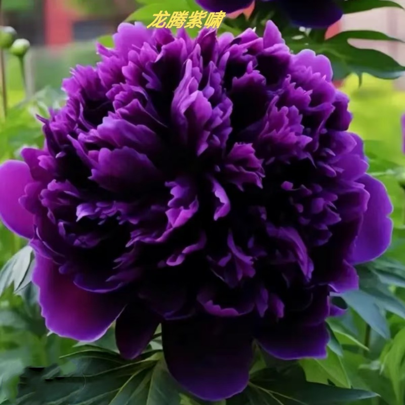龙腾紫啸耐寒四季浓香型大花牡丹花苗阳台南北方庭院种植牡丹树苗