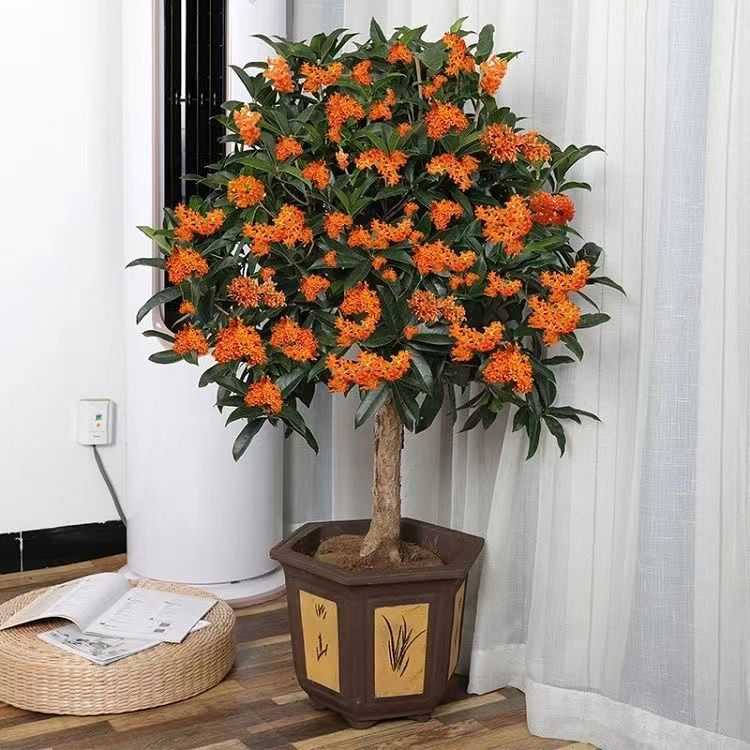 桂花树庭院盆栽室内绿植浓香型植物四季开花