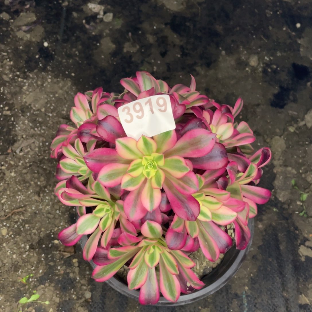 3919号美杜莎有砍过头