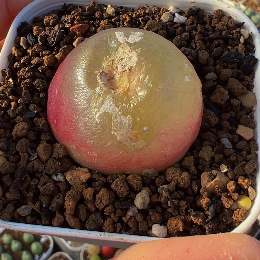 522多肉植物种类多样