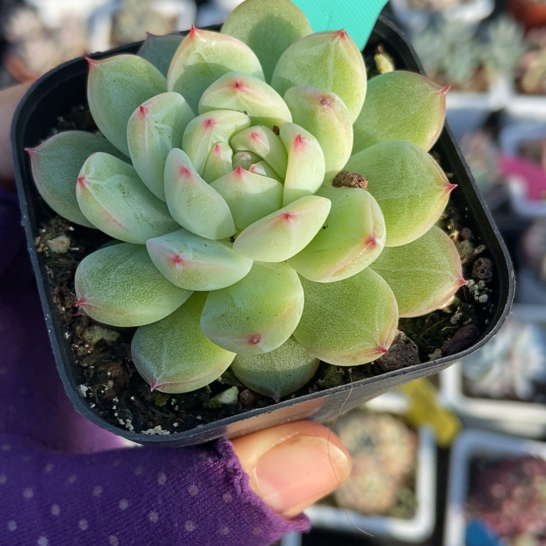 1847雪花珍妮多肉植物