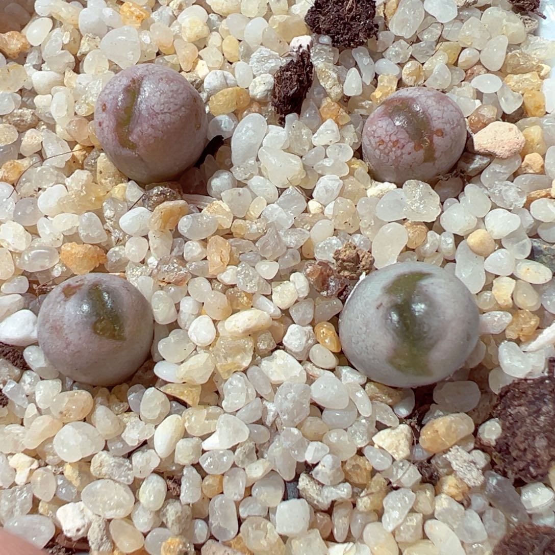 1113-592多肉多日