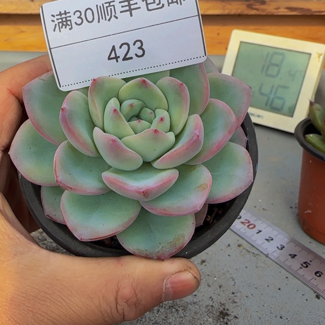 423奶油泡芙多肉单头