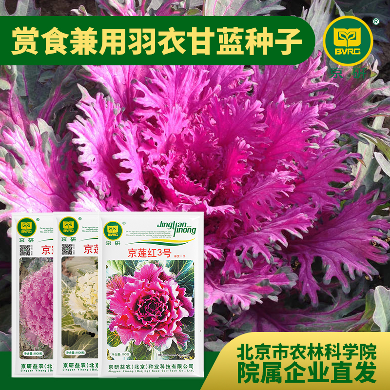 京研【农科院】京研羽衣甘蓝观赏食用蔬菜种子阳台盆栽易种春耕节