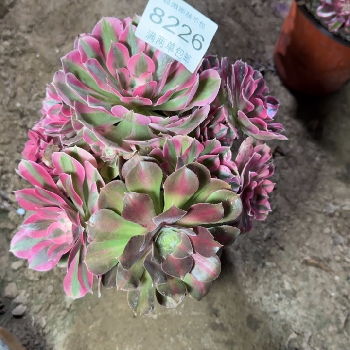 8226女巫多肉植物