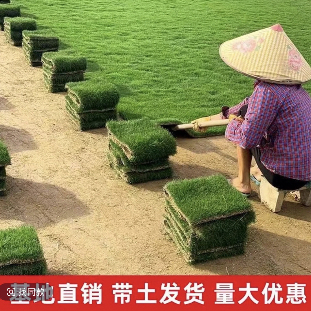 带泥土果岭草百慕大剪股颖台湾草草坪四季常绿耐旱耐踩踏庭院绿化