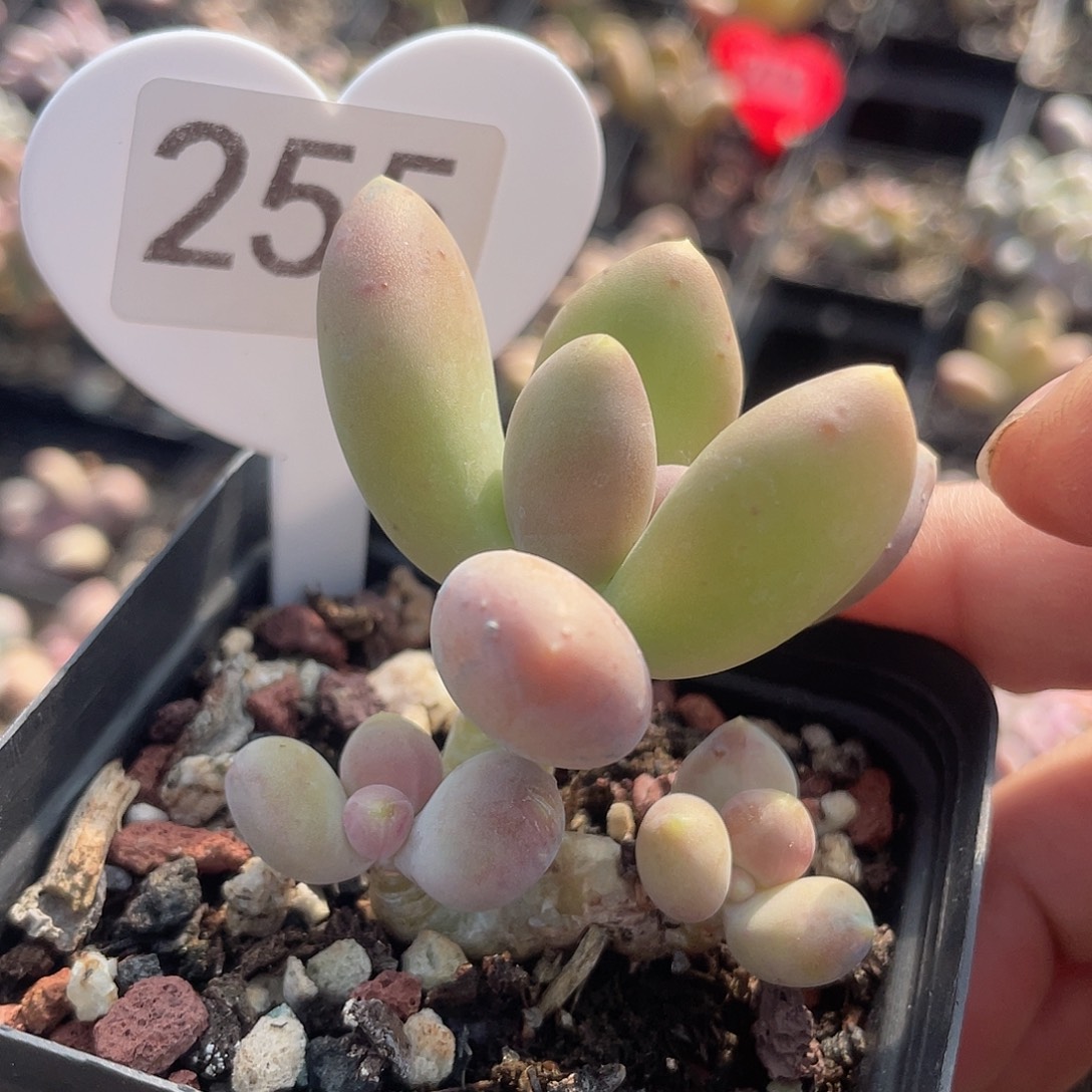 芒果奶 脱土发货 7口盆