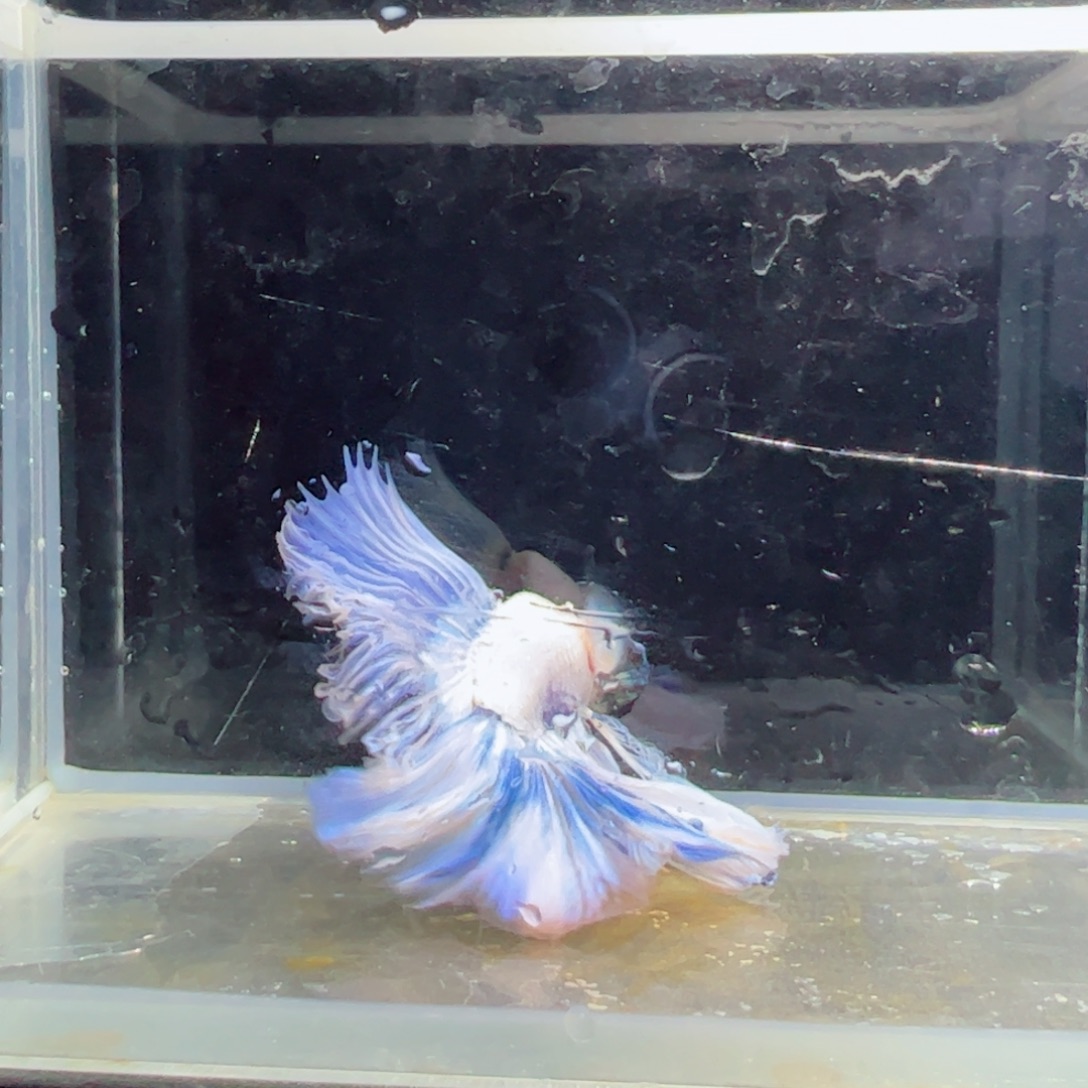 斗鱼浅色仙仙裙特殊尾