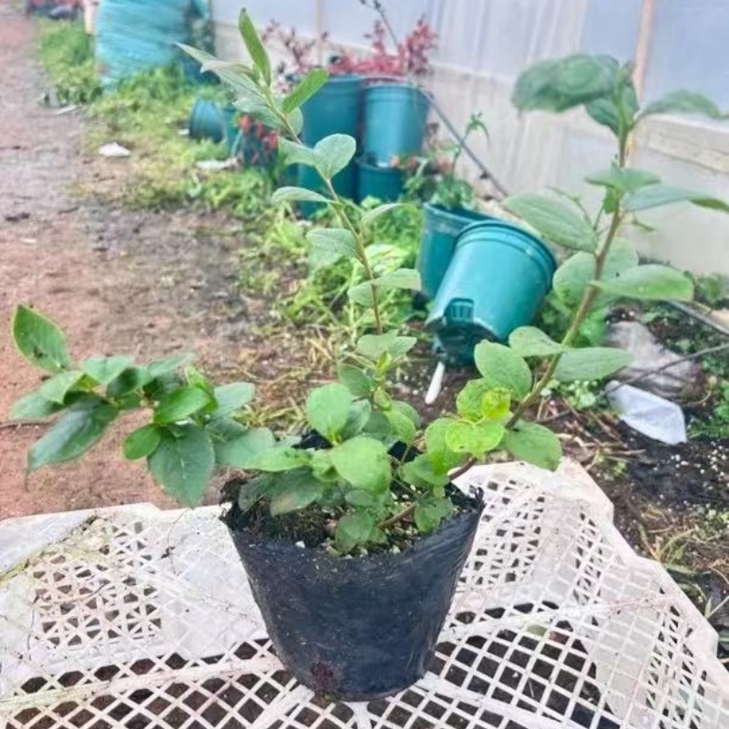原盆原土盆栽地栽南北方种植阳台花园庭院四季常青