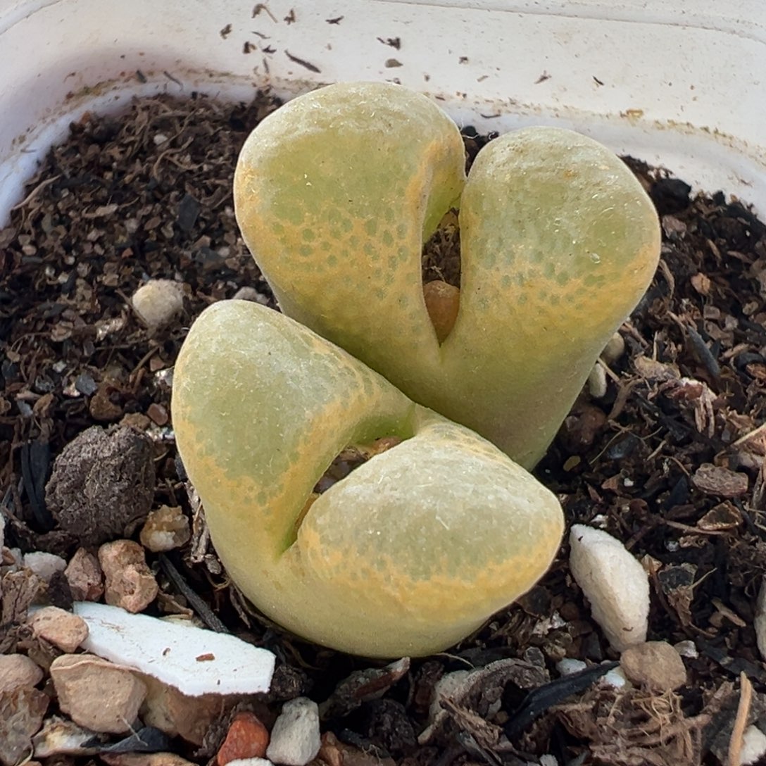 981多肉植物种类多样