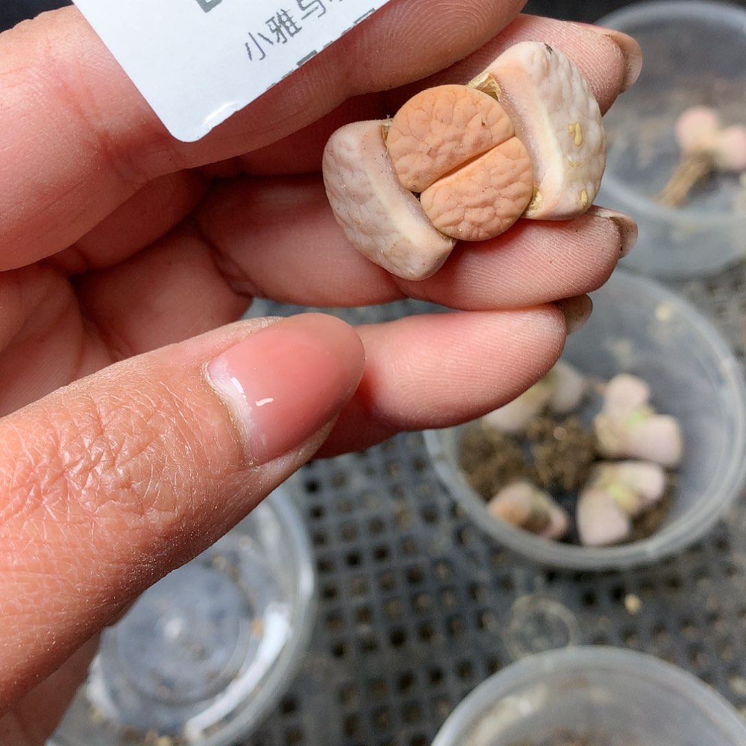 B197多肉植物保护研究所