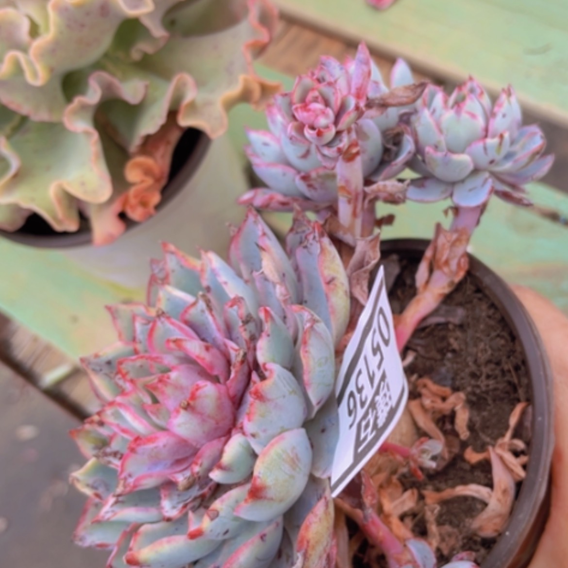 【闪购商品】赫拉05136