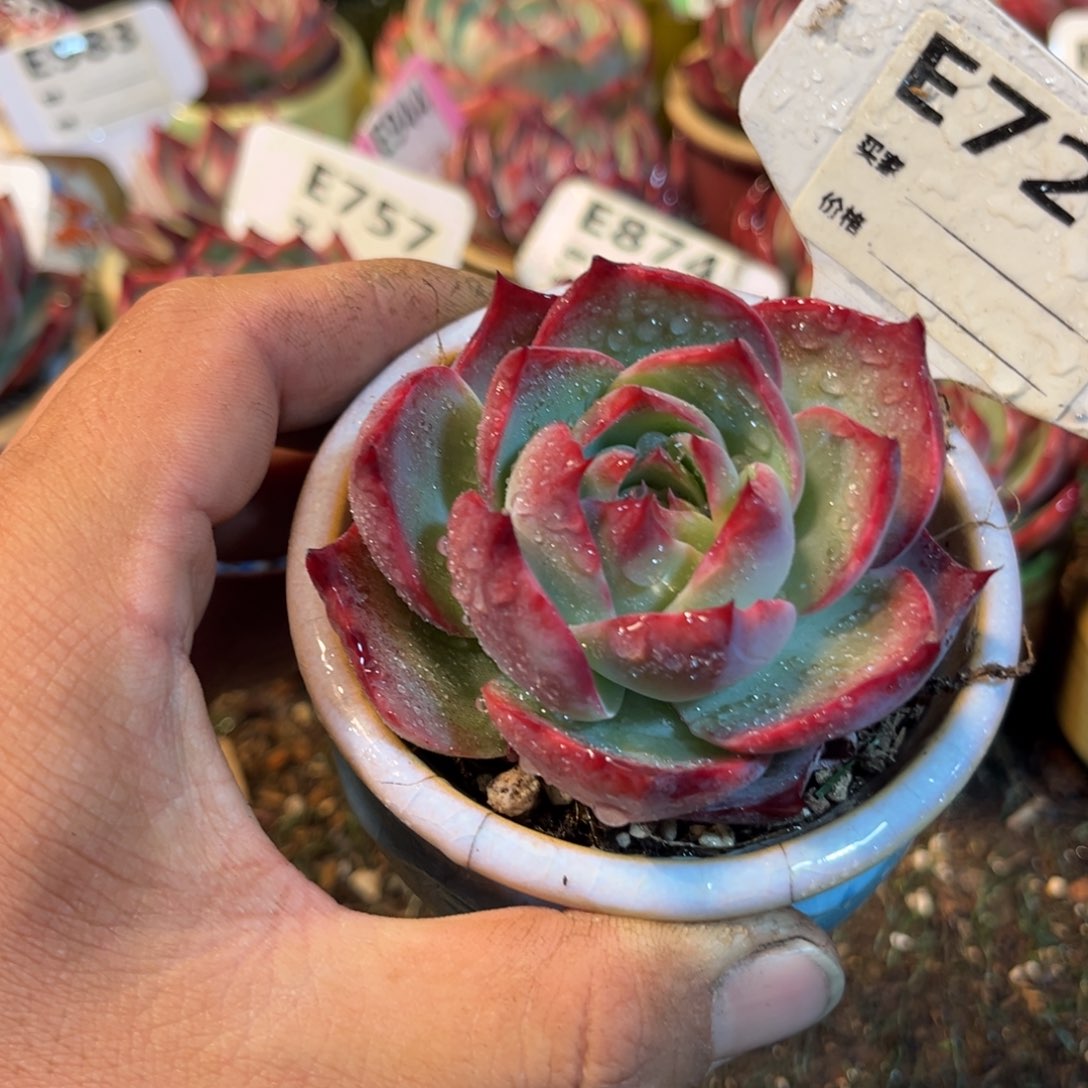 惊鸿一瞥724号多肉