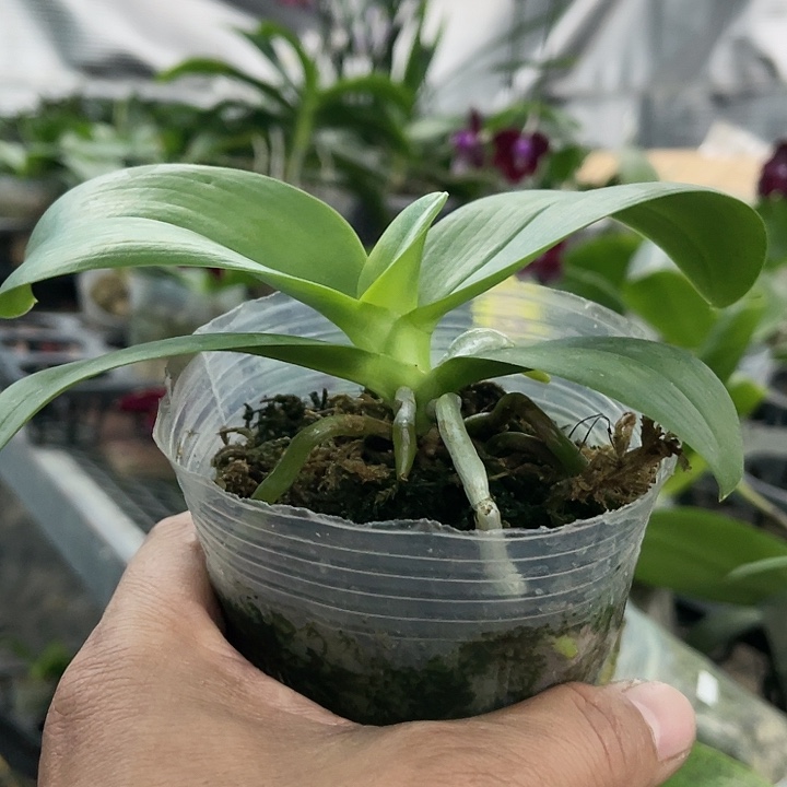 当前无花栽培后可以开花黑莓