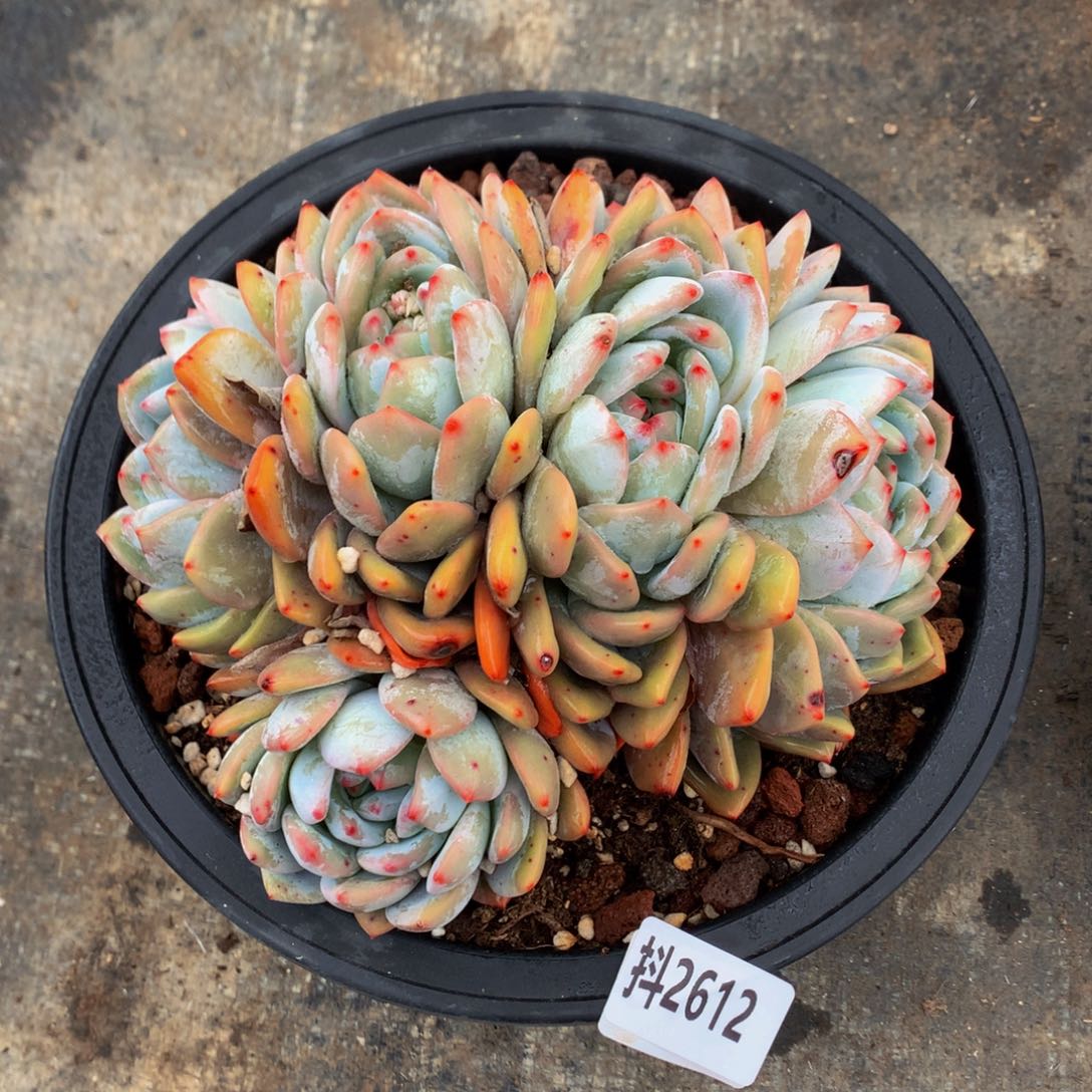 2612朵朵一个孩子去参加一个