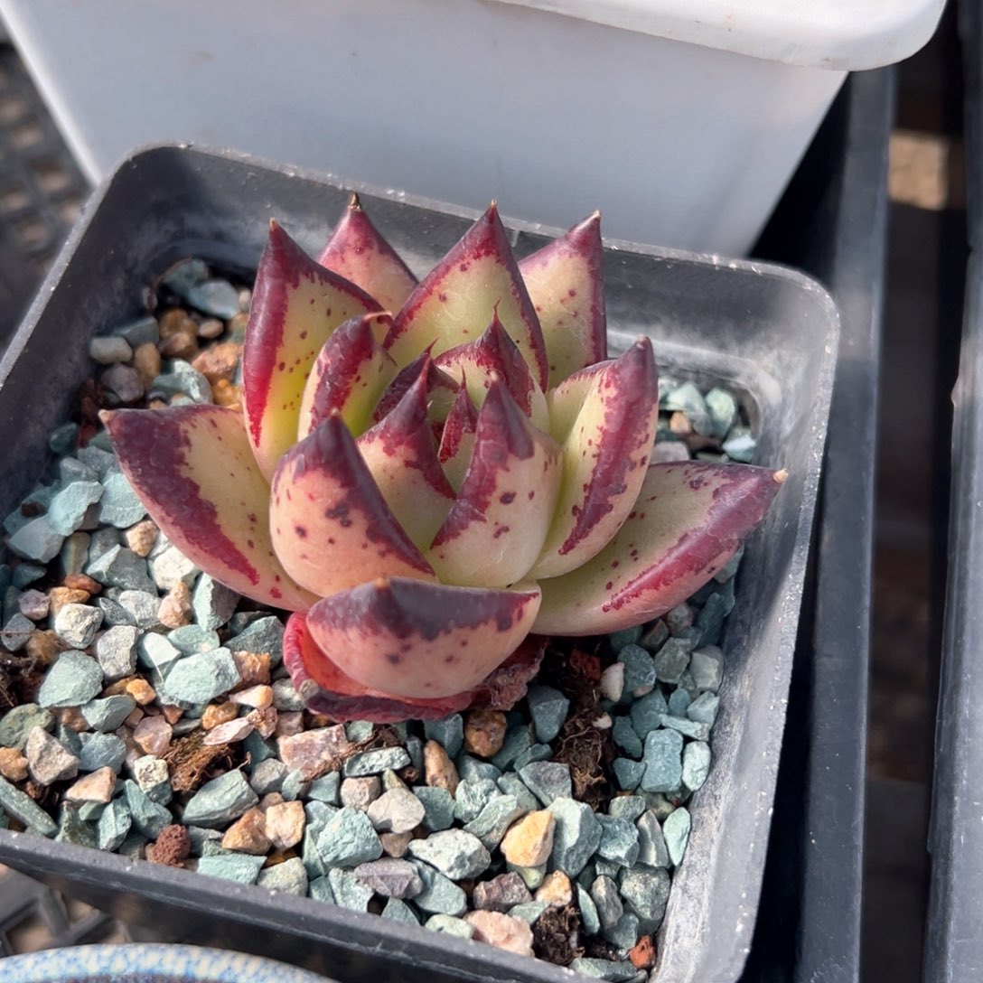 乌木（满38包邮）多肉