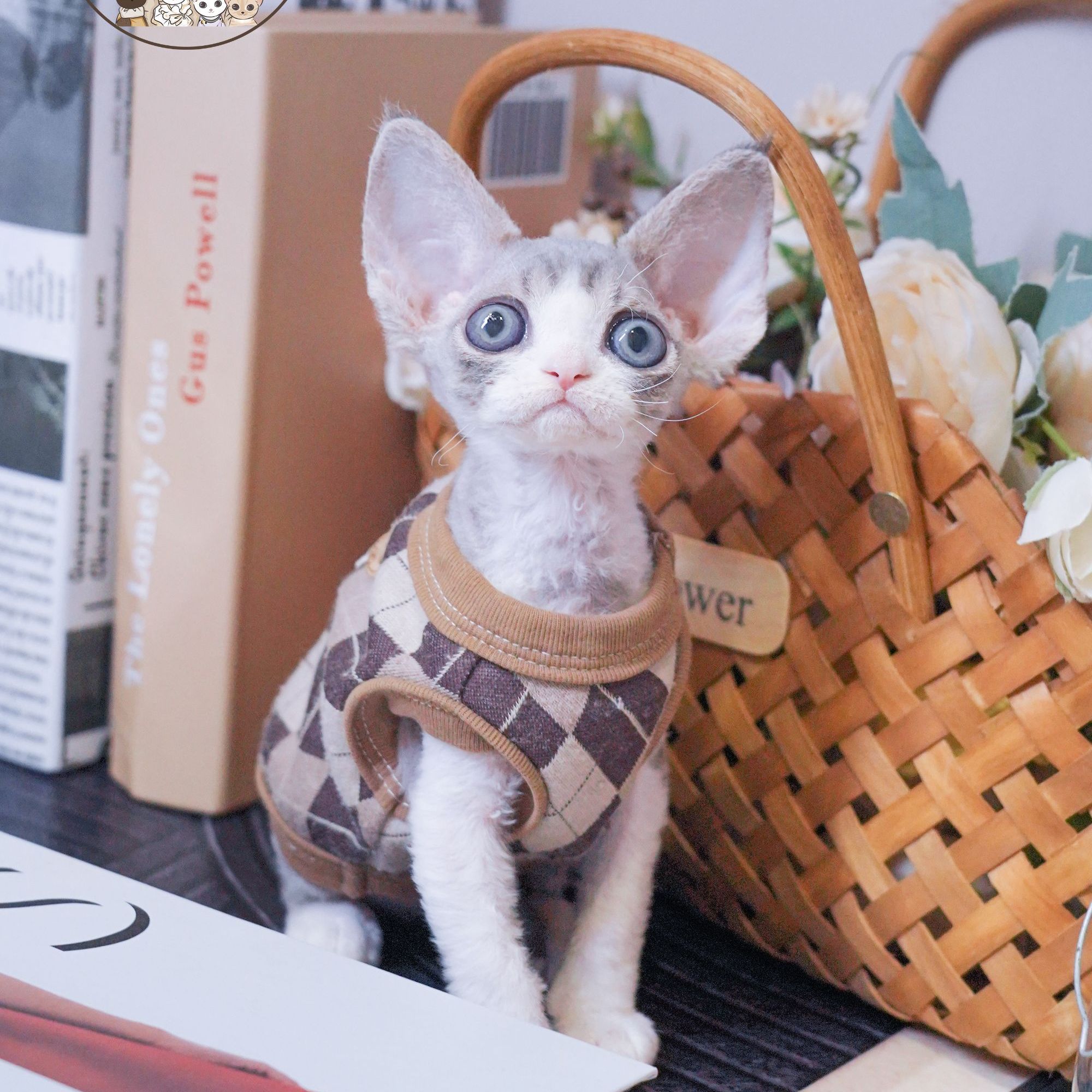 虎斑弟弟 德文卷毛猫