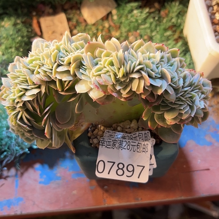 幸运的是我还没遇到你的时候