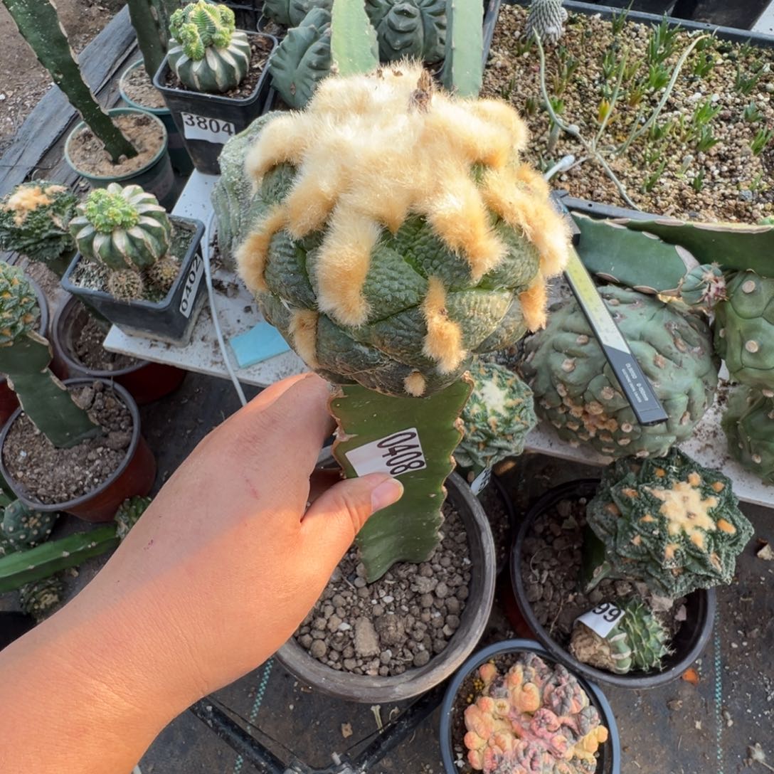 连山牡丹仙人球408号7.5cm