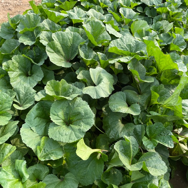江西余干郭丹里 冬寒菜