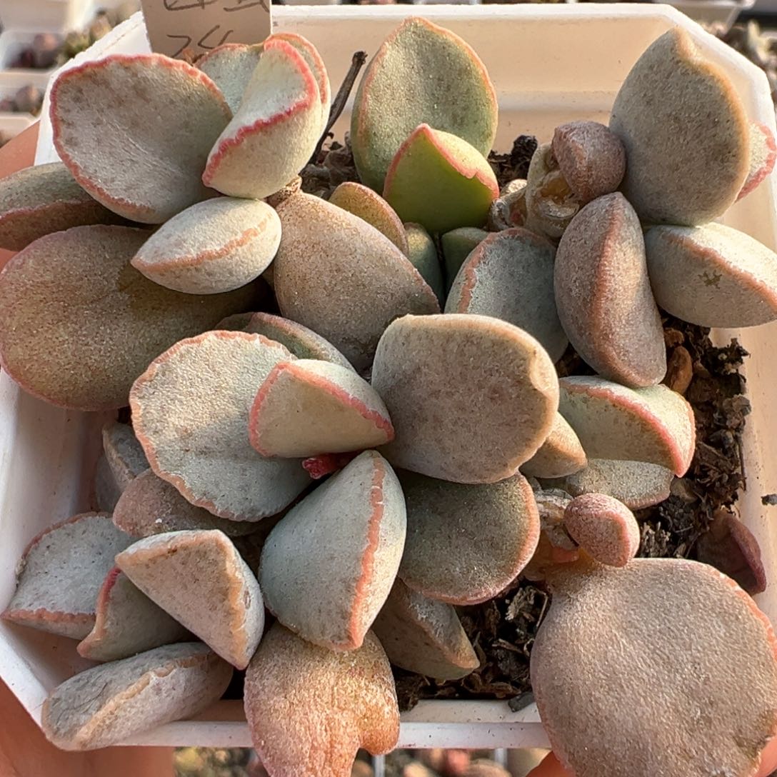 74号红边白蛋多头纯木质老庄