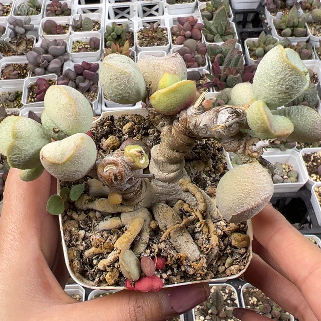 绿磨砂蛋超级老桩多肉植物