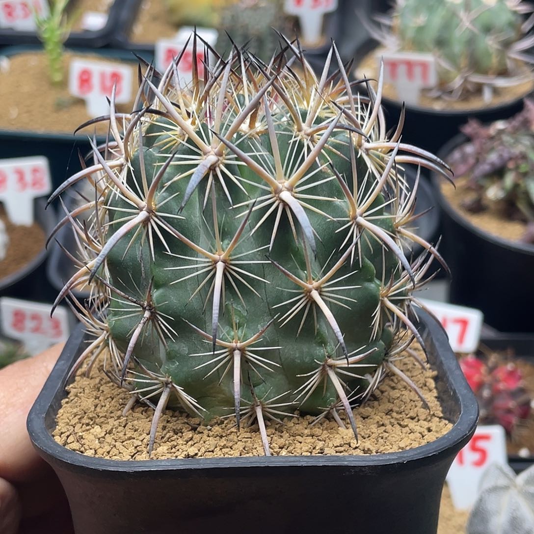 实生强刺优选 虎爪玉