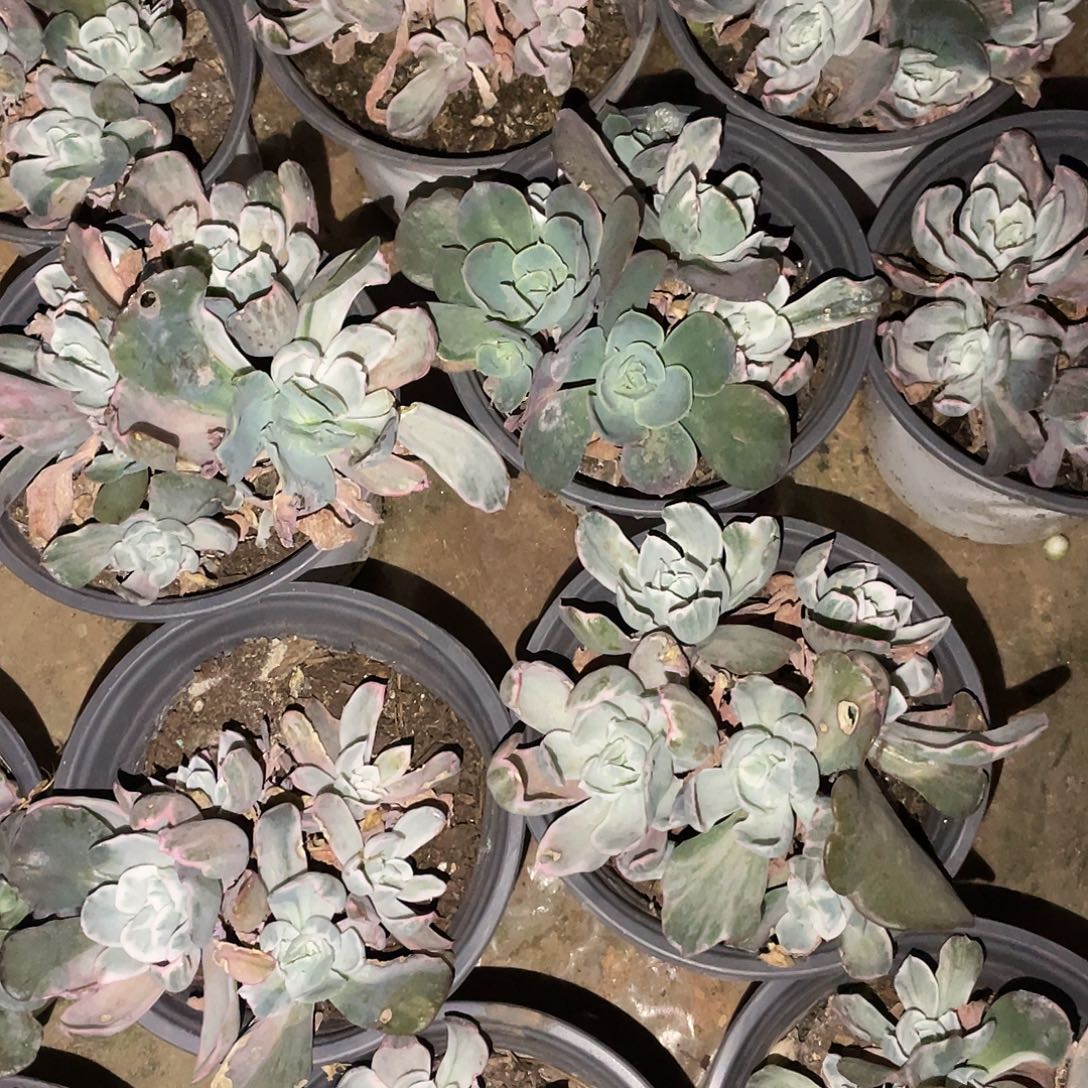 伯克利5头满20包邮脱土发货