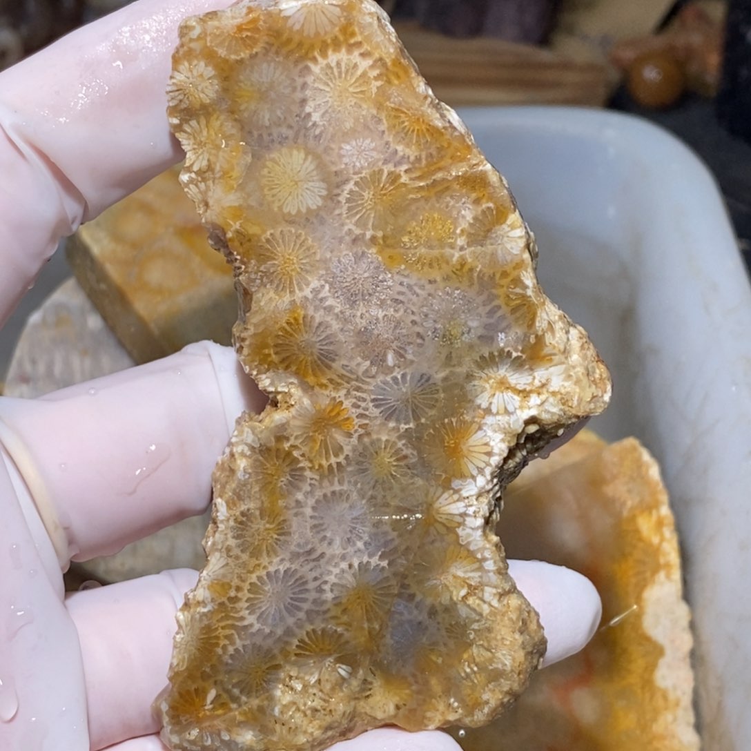 【闪购商品】硅化玉颈饰未镶嵌