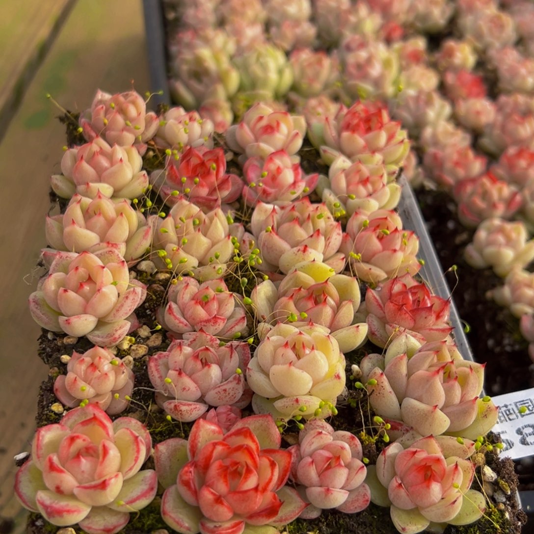 583多肉植物量拍一盒保底24颗