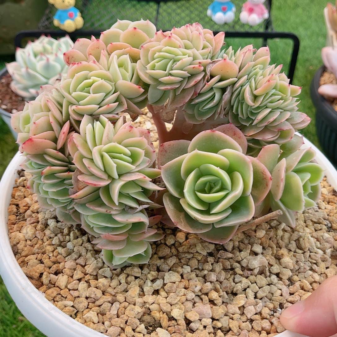 韩版星娜塔缀化多肉