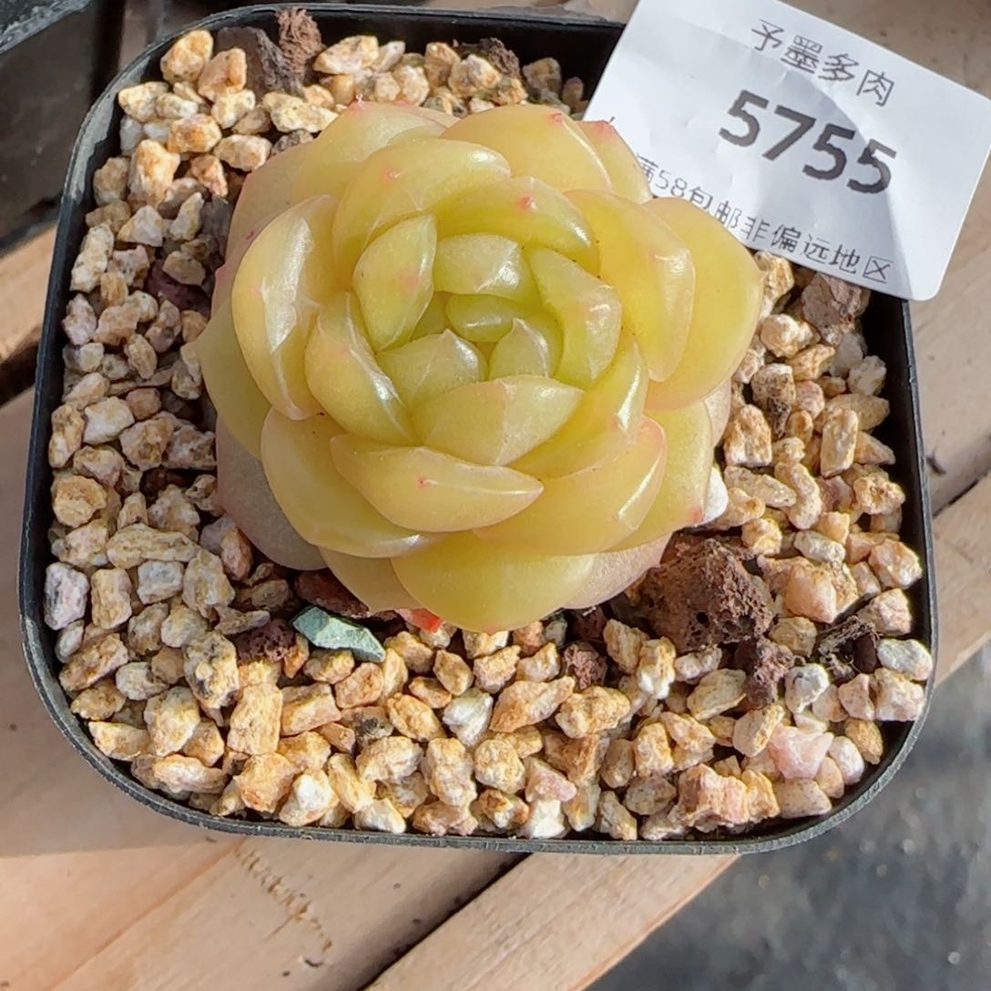 黄珍妮，5755多肉植物