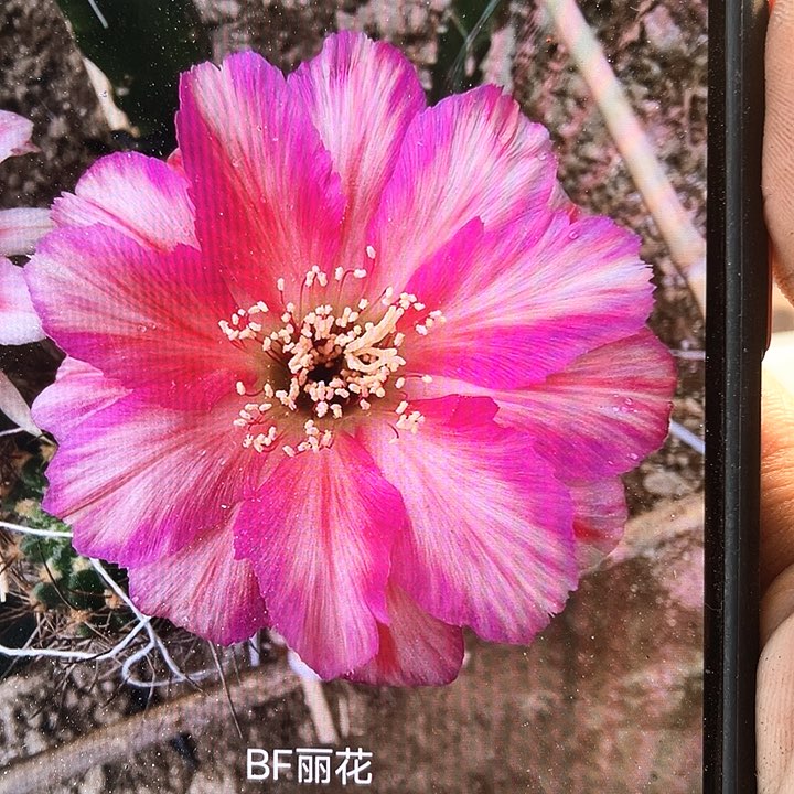 bf丽花自根4公分以上满18包邮