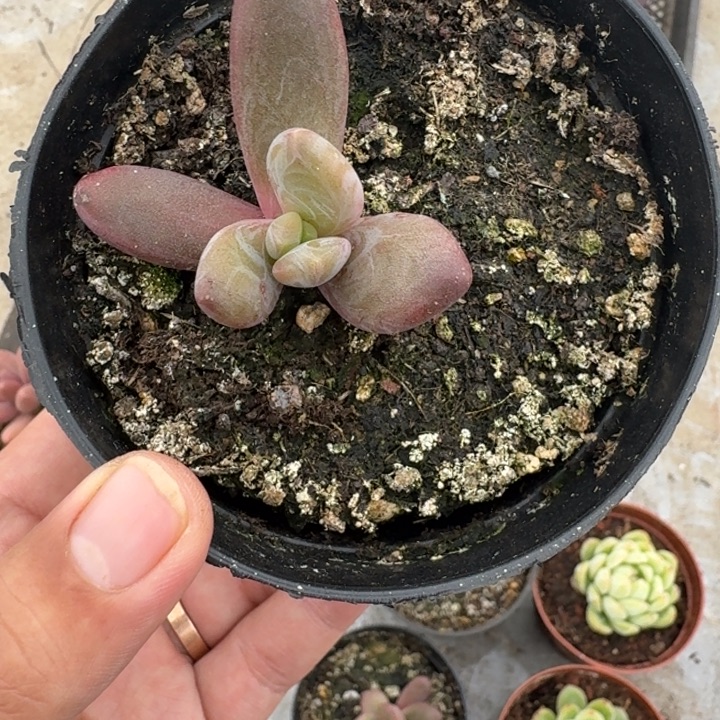 斯卓贝 单头 一物一拍