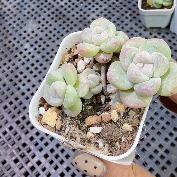 137 号到手1颗江北多肉