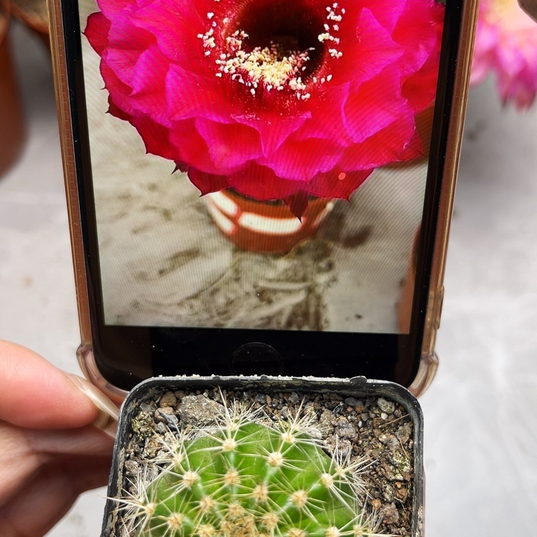 彩草24号带根3公分左右
