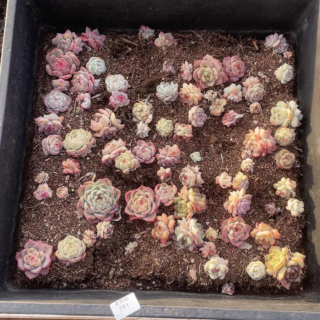 好***在191。 定。                    