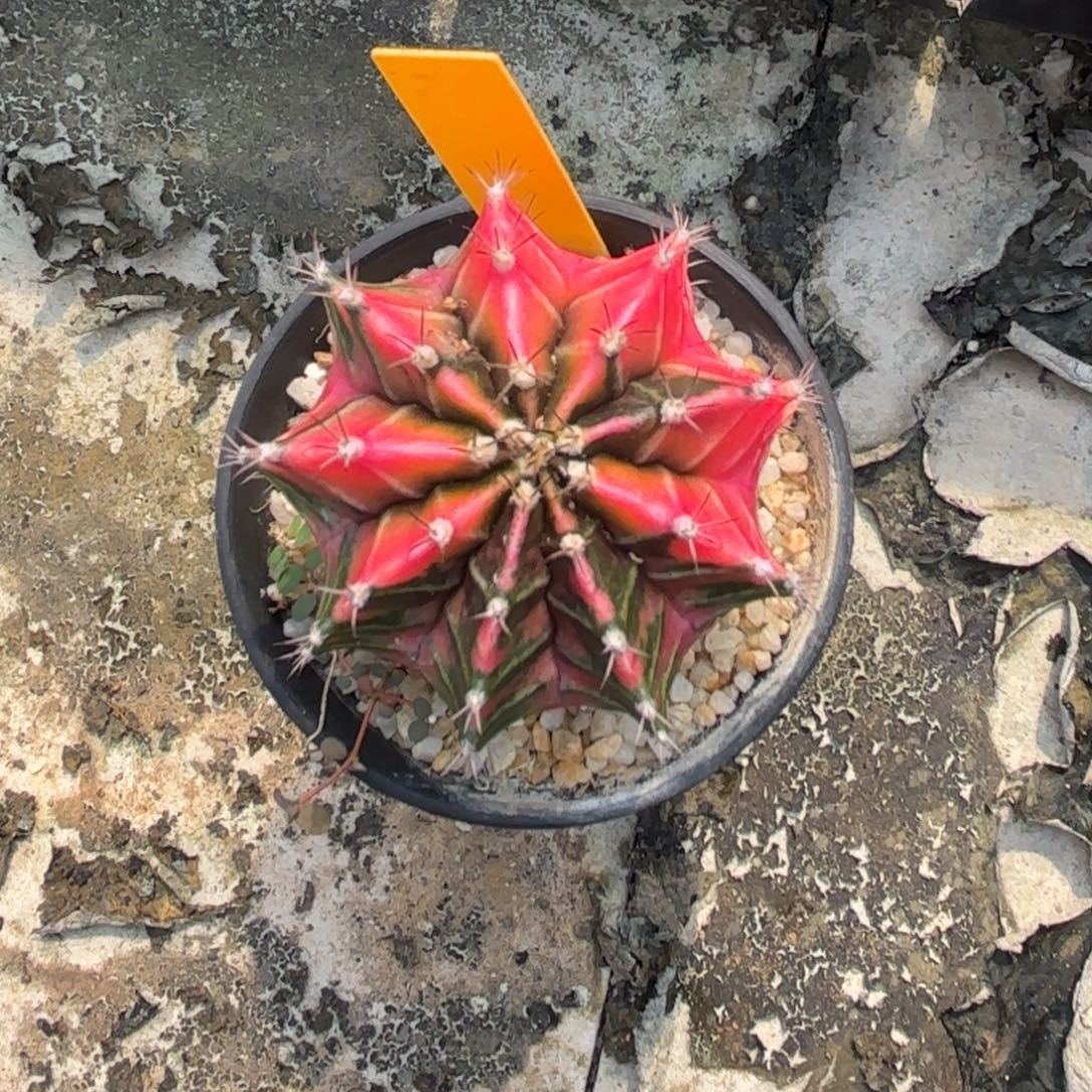 206-1201泰国发货dr