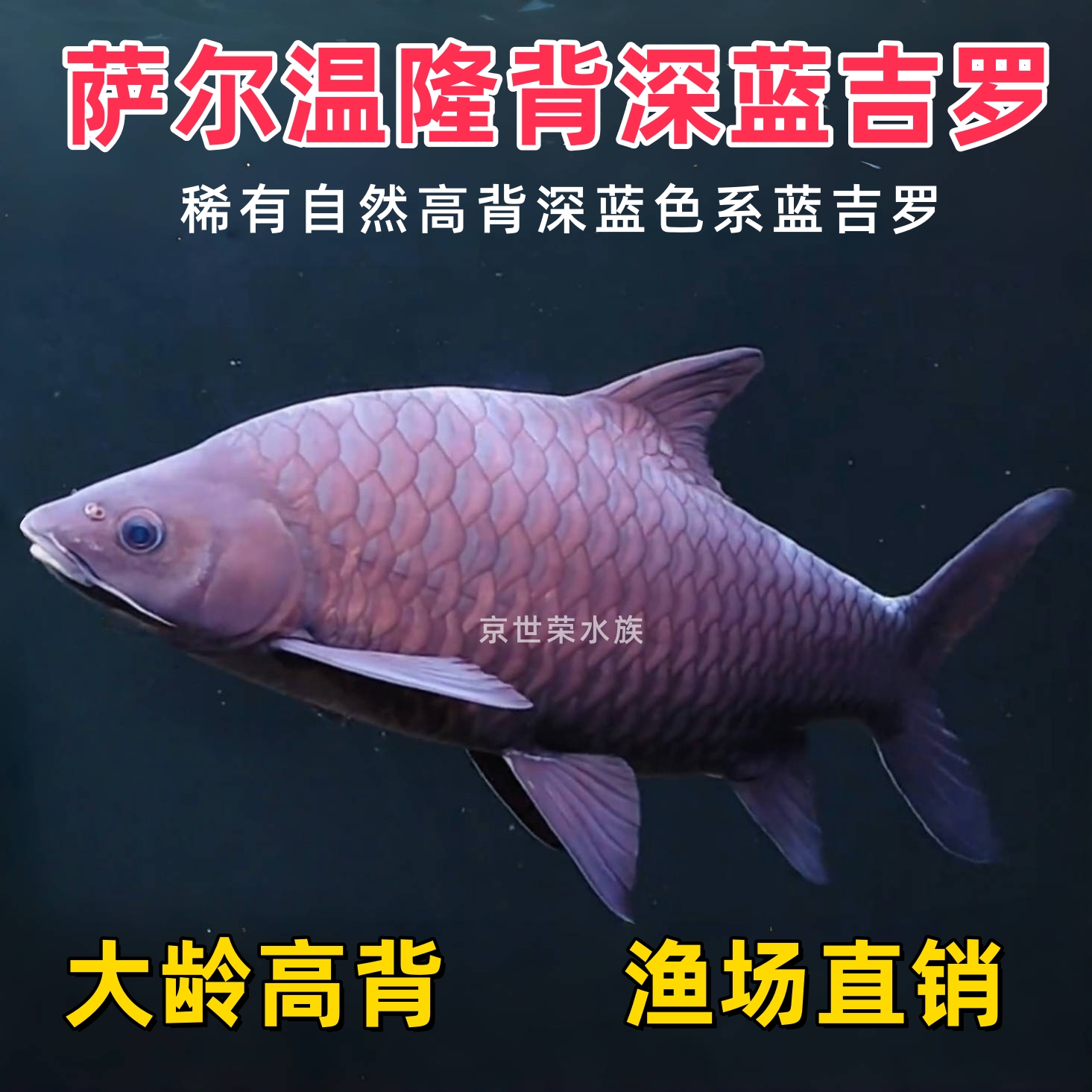 萨尔温隆背蓝吉罗泰国缅甸高背尖嘴深蓝色大型原生淡水观赏鱼活体