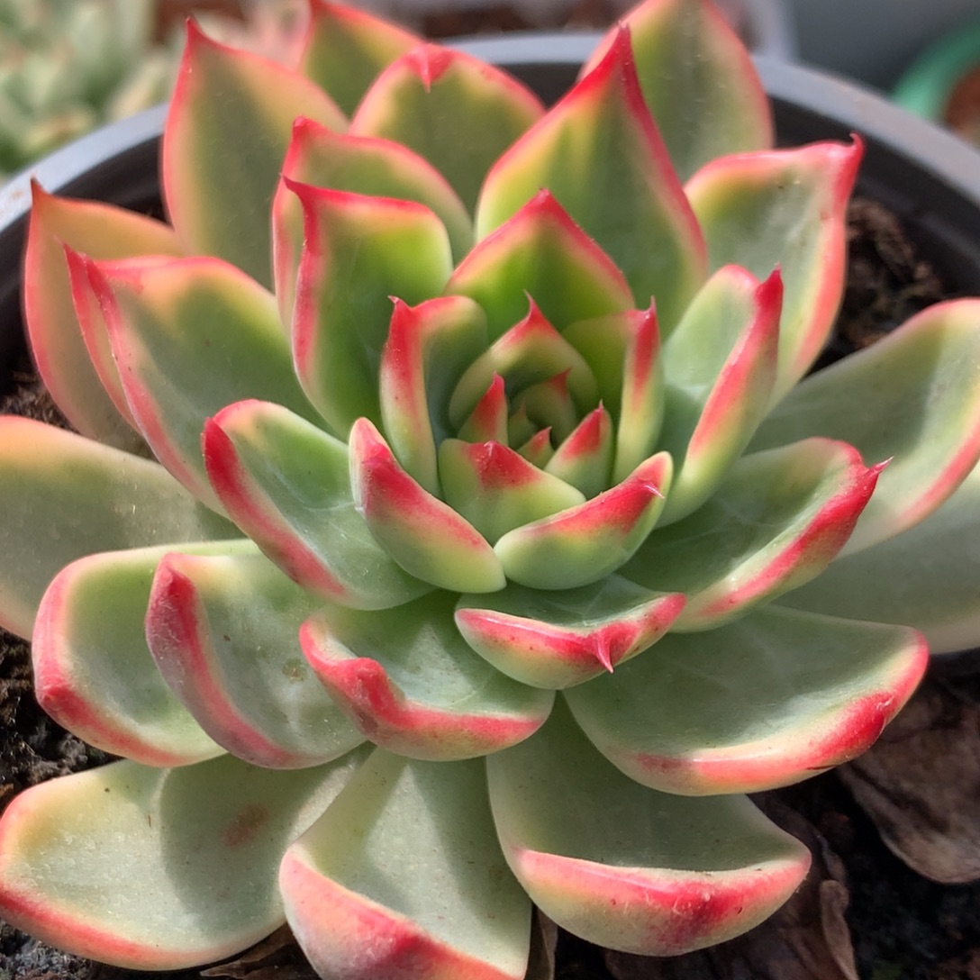 桃花林姐姐姐姐姐姐