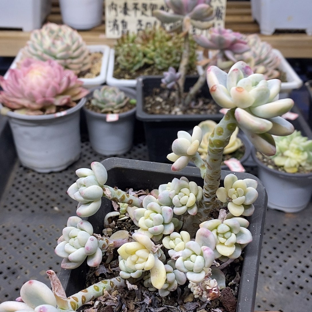 02210 老庄劳尔锦自然群