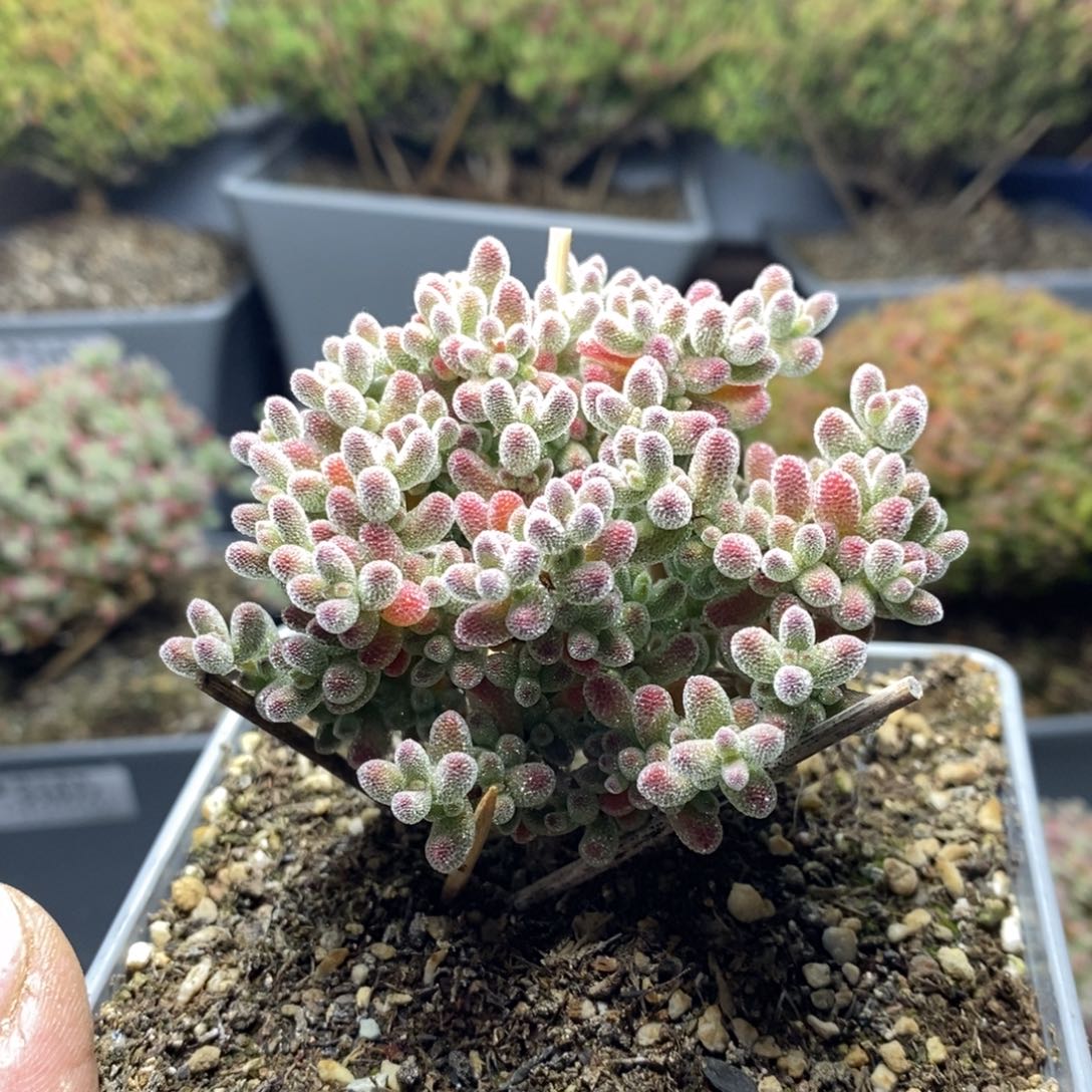 1087实生精控优选冰晶