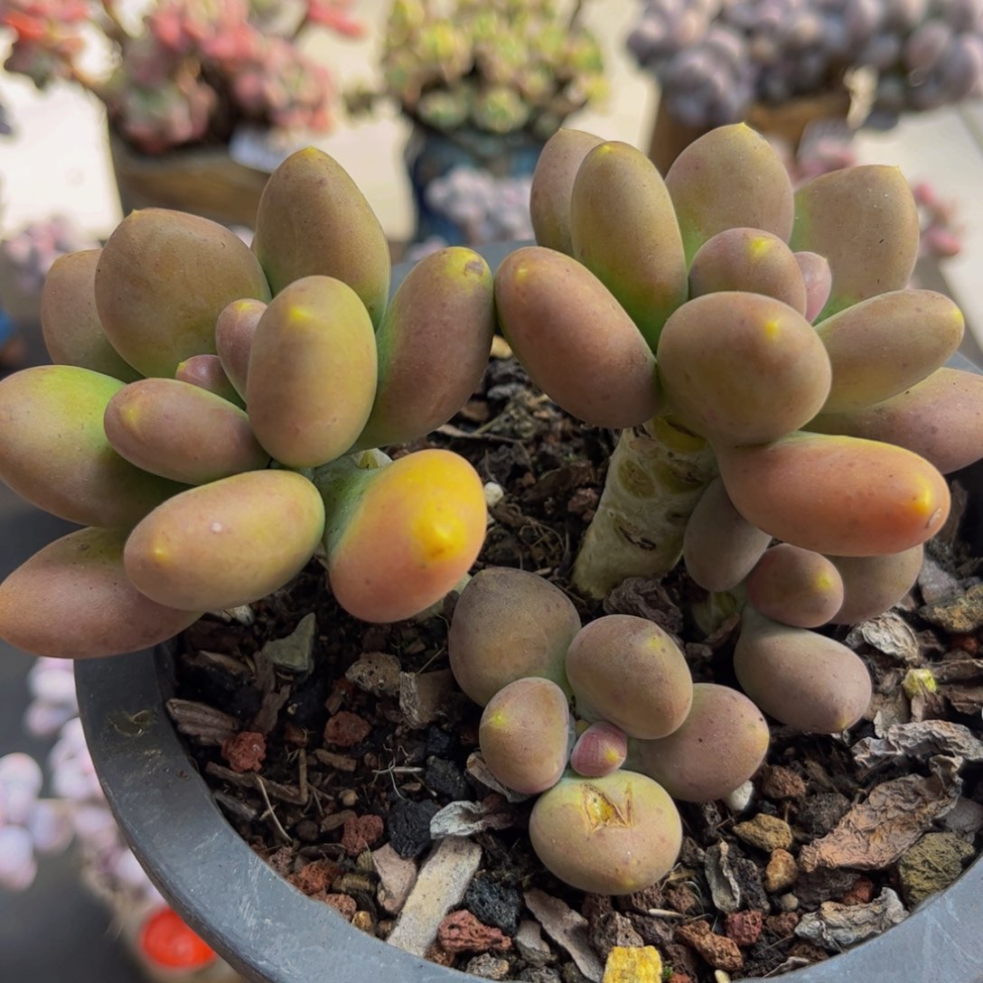 665/10cm芒果奶多肉