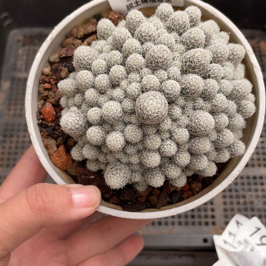 274大盆孤雁丸仙人球植物
