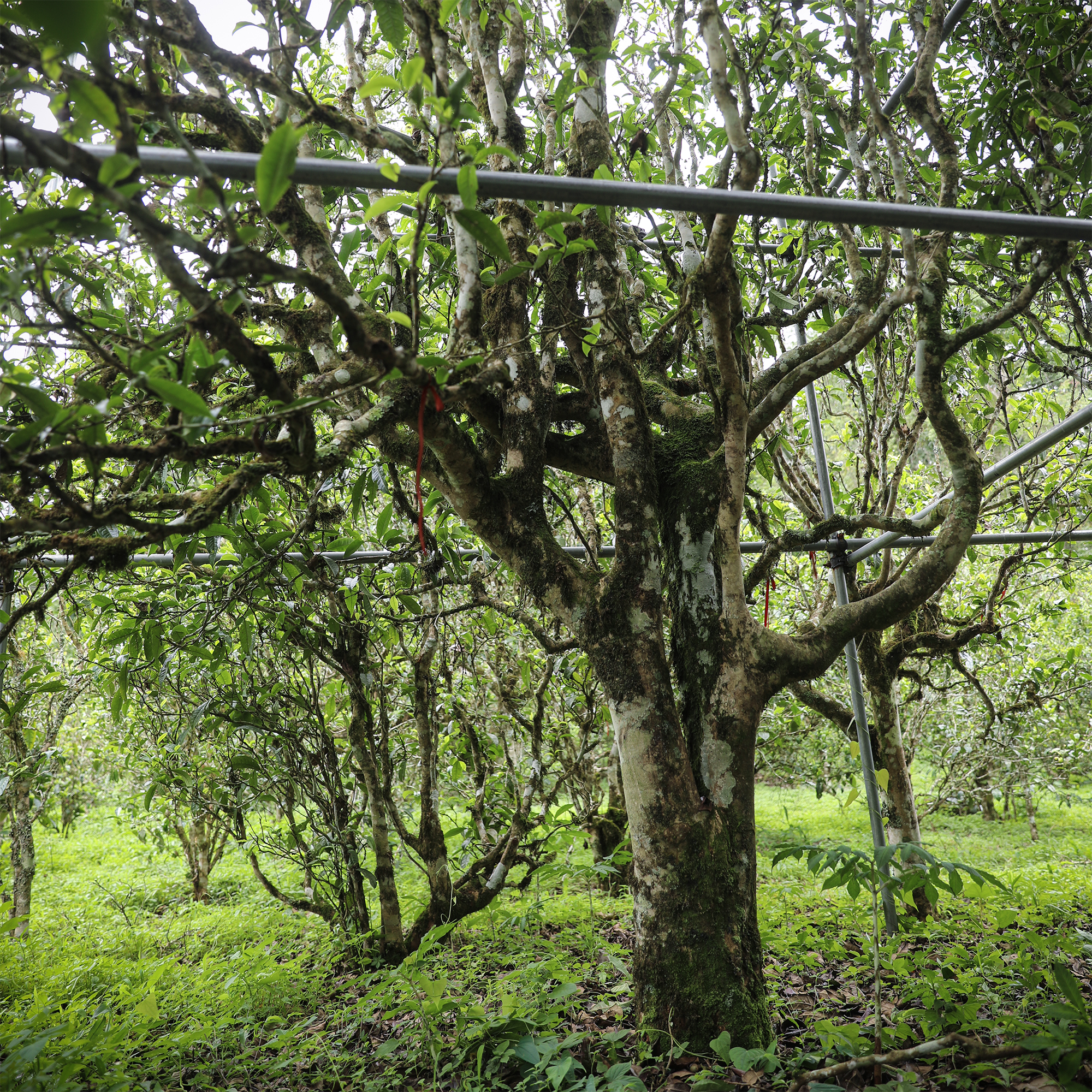 2010年老班章老茶头200g  普洱茶  熟茶