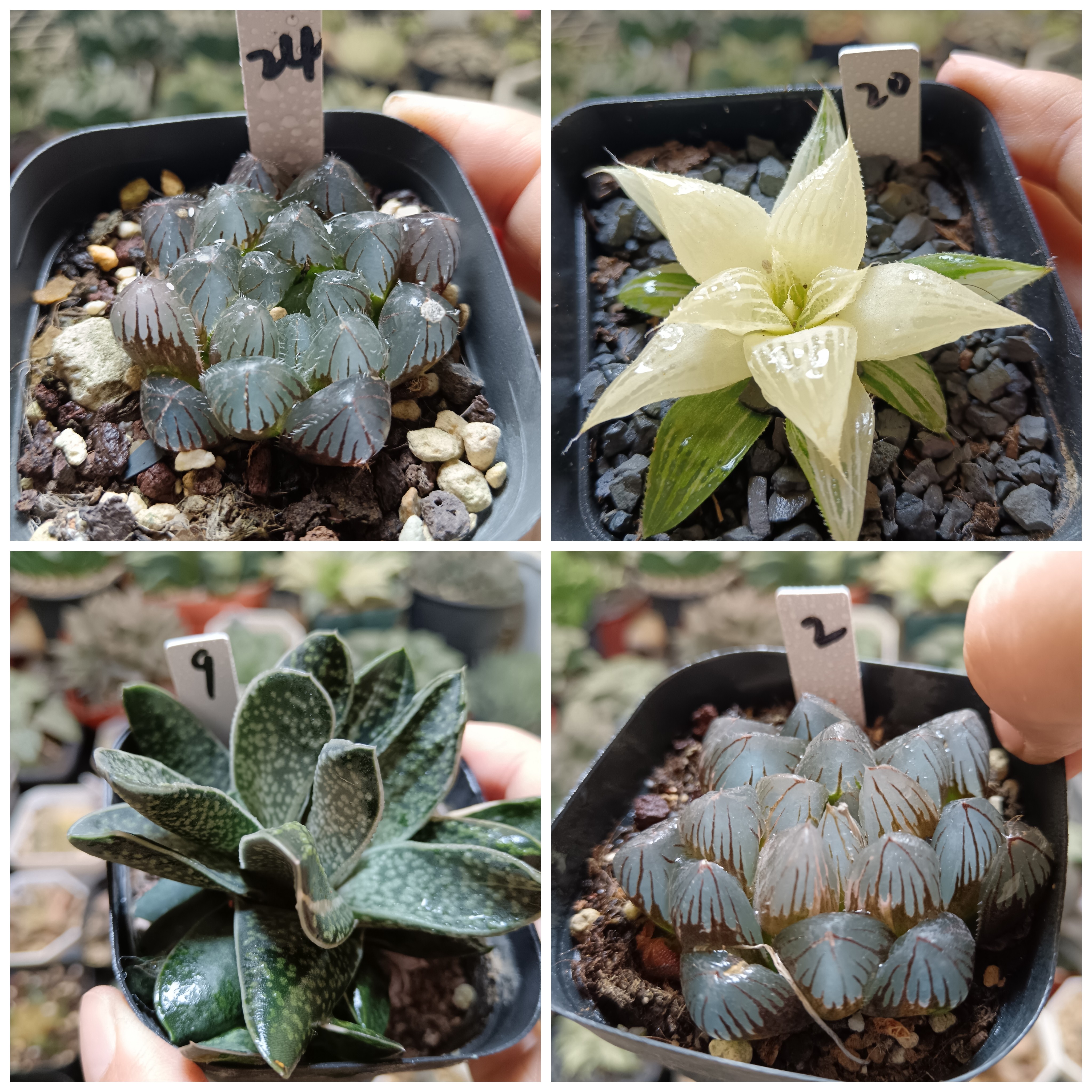 29号特价玉露锦寿十二卷多肉植物一物一拍带盆带土发货25年11月13