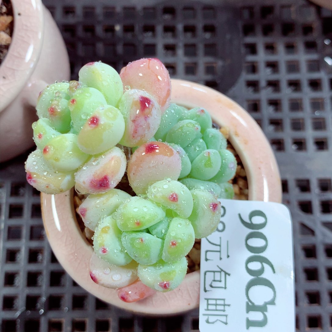 5厘米盆精控多肉906