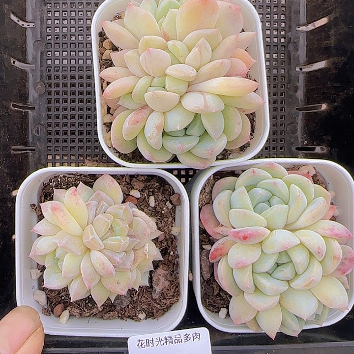 花时光精品多肉116