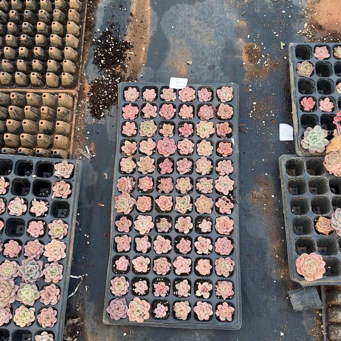 2-41下播福利一盘粉色量拍侧门右三