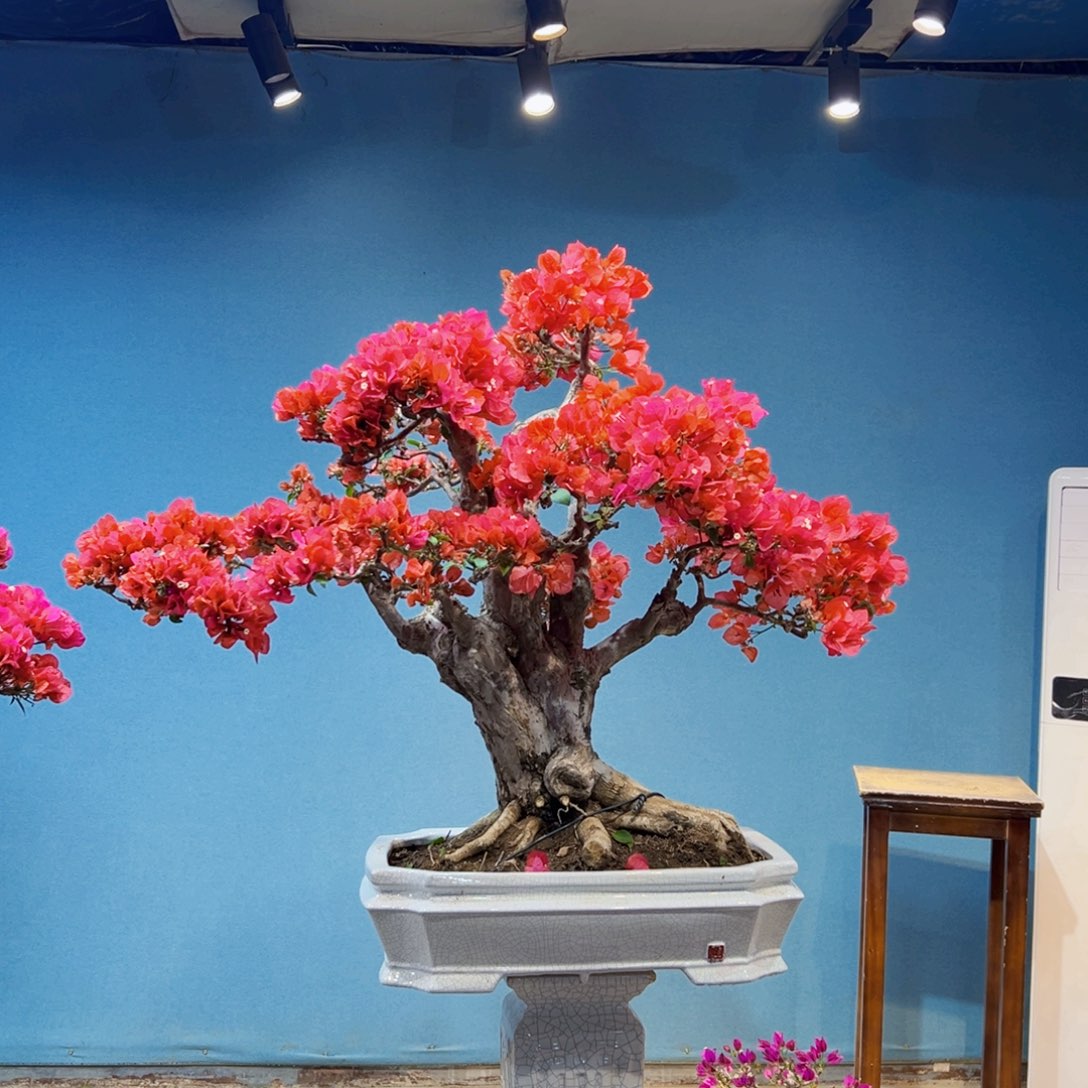 伟***]无花朵同安红三角梅